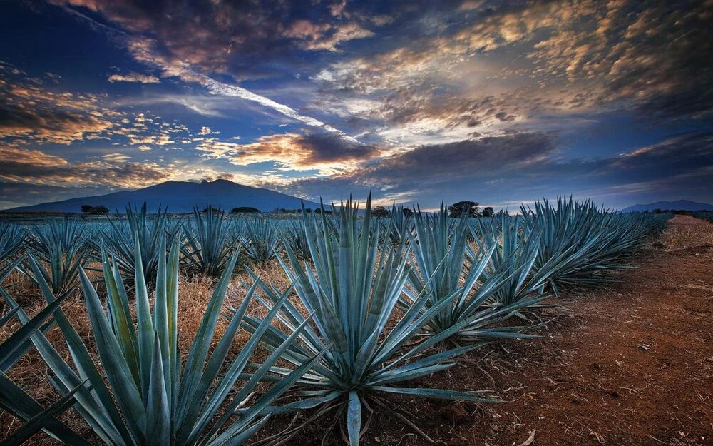 Tequila BI MG 1666